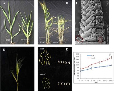 Characterization of a barley (Hordeum vulgare L.) mutant with multiple stem nodes and spikes and dwarf (msnsd) and fine-mapping of its causal gene